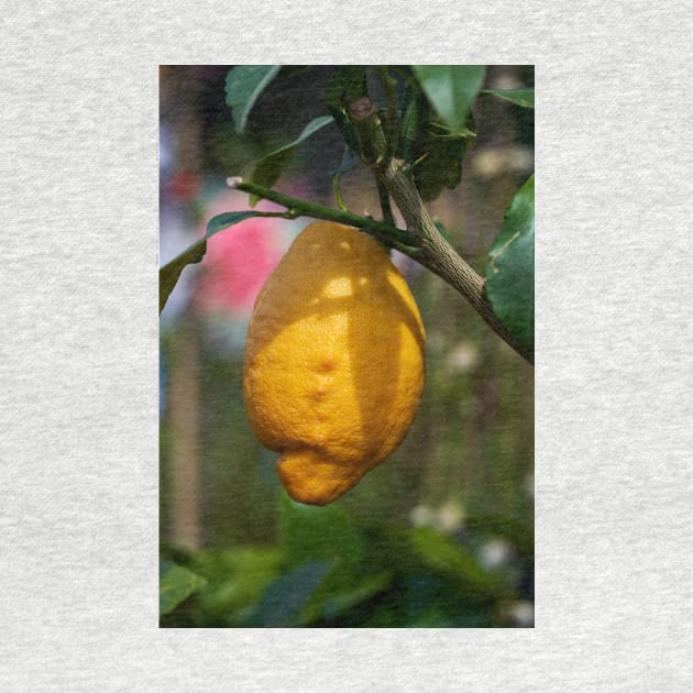 Single lemon in a tree by naturalis